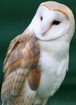 Barn Owl