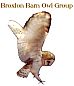 Broxton Barn Owl Group